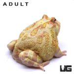 Keylime Pacman Frog for sale - Underground Reptiles