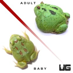 Matcha Pacman Frogs for sale - Underground Reptiles