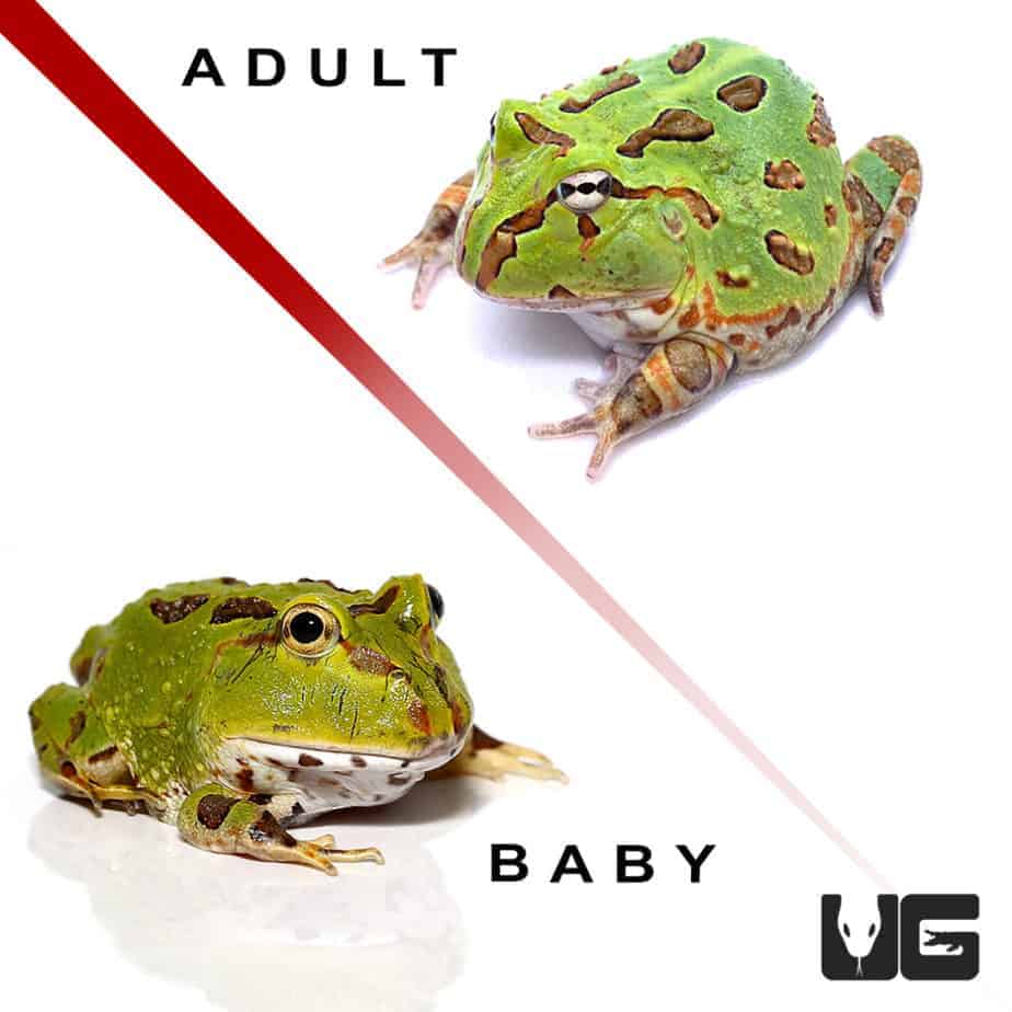 Ornate Pacman Frogs For Sale Underground Reptiles