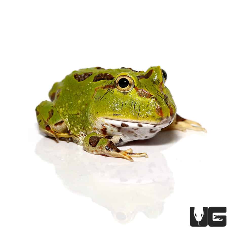 Ornate Pacman Frogs For Sale Underground Reptiles ornate-pacman-frogs-for-sale-underground-reptiles