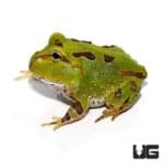 Pacific Pacman Frogs For Sale - Underground Reptiles