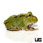 Pacific Pacman Frogs For Sale - Underground Reptiles