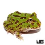 Peppermint Pacman Frog For Sale - Underground Reptiles
