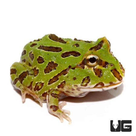 Peppermint Pacman Frog (Ceratophrys cranwelli) For Sale - Underground ...