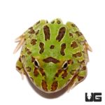 Peppermint Pacman Frog For Sale - Underground Reptiles