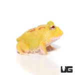 Pikachu Pacman Frogs for sale - Underground Reptiles