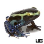 Powder Blue Tinctorius Dart Frogs For Sale - Underground Reptiles