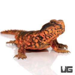 Red Uromastyx For Sale - Underground Reptiles