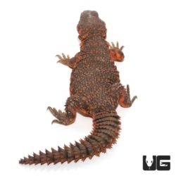 Red Uromastyx For Sale - Underground Reptiles