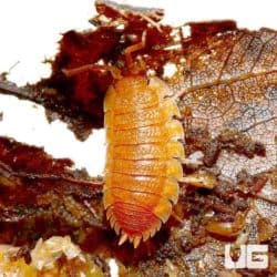 Porcellio Scaber Spanish Orange"Isopods For Sale - Underground Reptiles