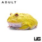 Super Pikachu Pacman Frogs for sale - Underground Reptiles