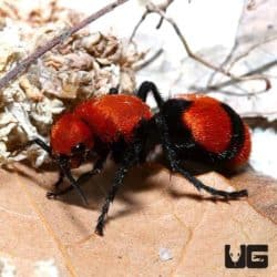 Velvet Ant For Sale - Underground Reptiles