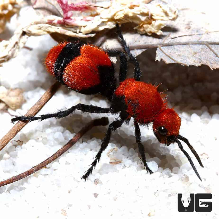 Velvet Ant (Mutillidae sp) For Sale Underground Reptiles