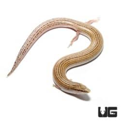 Wedge snouted Skink For Sale - Underground Reptiles