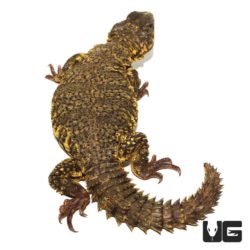 Yellow Uromastyx For Sale - Underground Reptiles