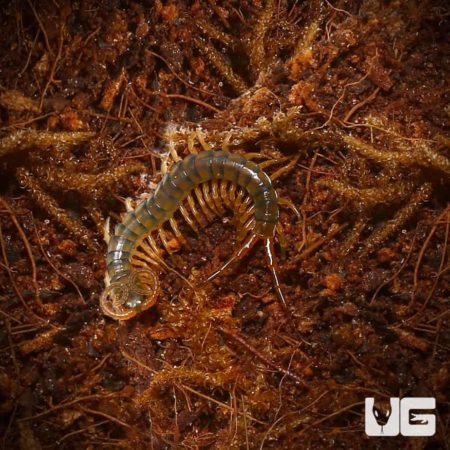 Nigerian Orange Leg Centipede for sale - Underground Reptiles