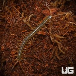 Nigerian Orange Leg Centipede for sale - Underground Reptiles