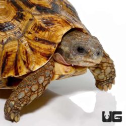 Northern Zombensis Hingeback Tortoise For Sale - Underground Reptiles