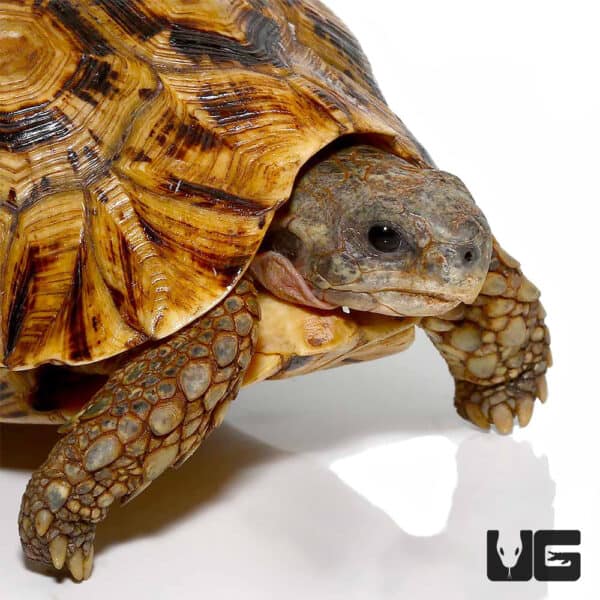 Tortoises For Sale - Underground Reptiles