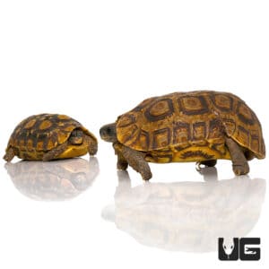 Tortoises For Sale - Underground Reptiles