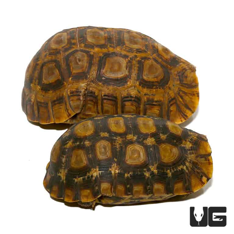 Northern Zombensis Hingeback Tortoises (Kinixys zombensis) For Sale ...