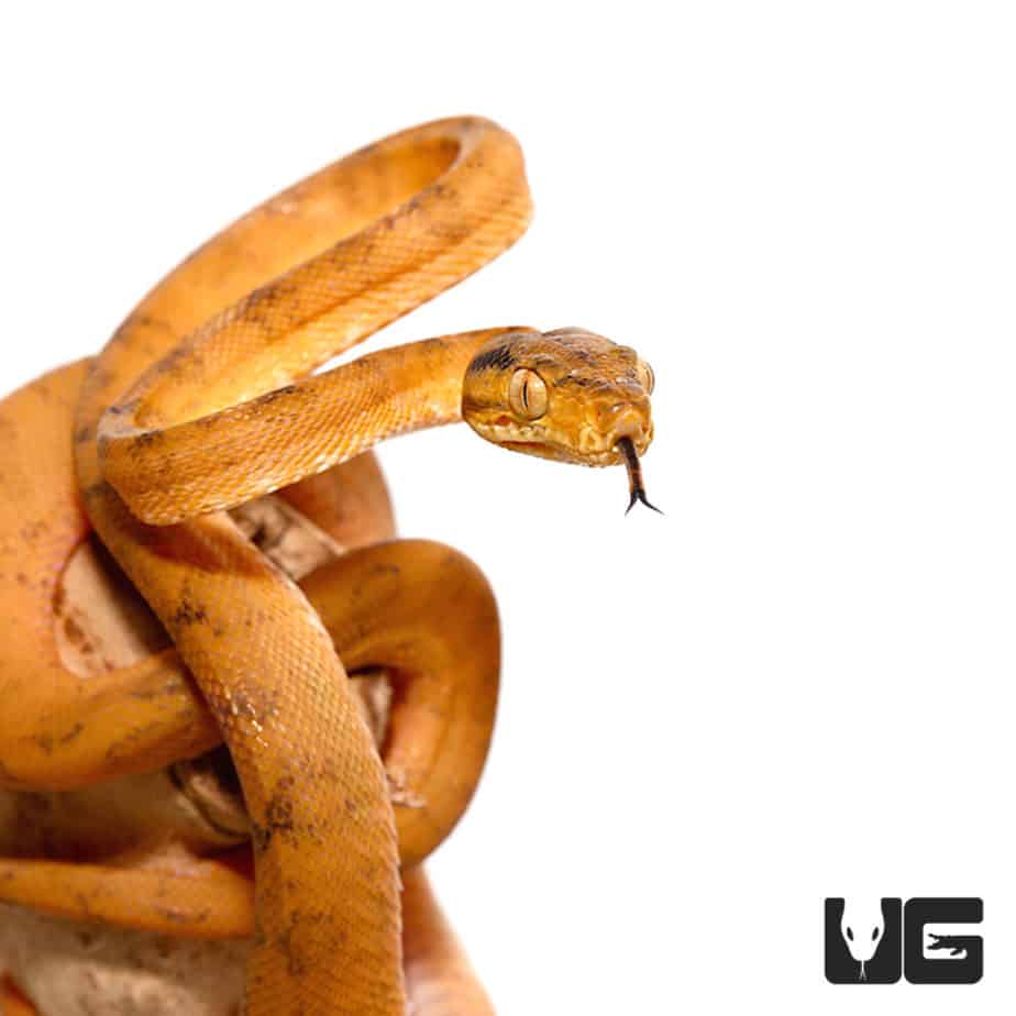 Baby Amazon Tree Boas For Sale Underground Reptiles