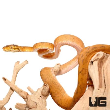 Orange Colored Amazon Tree Boas For Sale - Underground Reptiles
