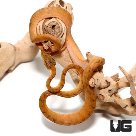 Orange Colored Amazon Tree Boas For Sale - Underground Reptiles