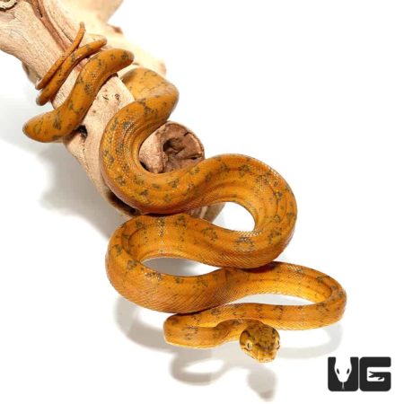 Orange Yellow Colored Amazon Tree Boas For Sale - Underground Reptiles