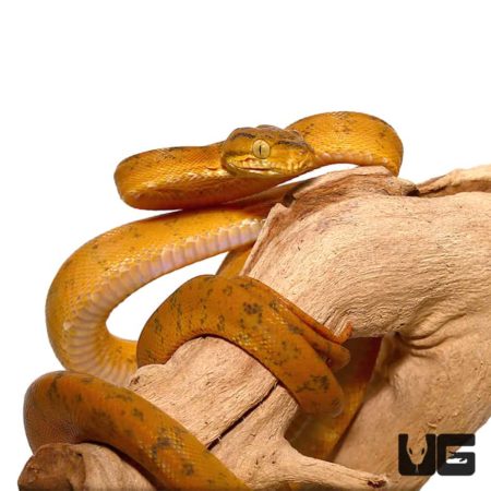 Orange Yellow Colored Amazon Tree Boas For Sale - Underground Reptiles