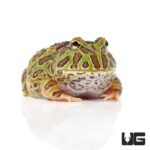 Ornate Pacman Frogs For Sale - Underground Reptiles