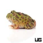 Ornate Pacman Frogs For Sale - Underground Reptiles