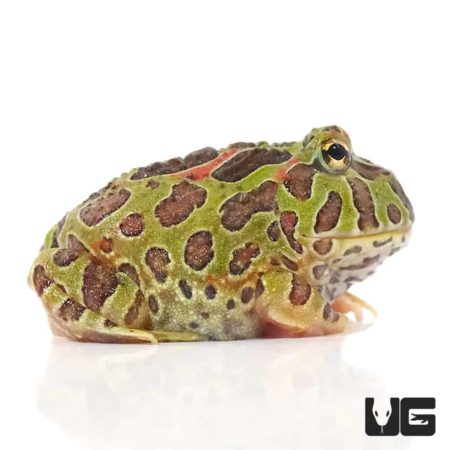 Ornate Pacman Frogs For Sale - Underground Reptiles