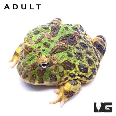 Ornate Pacman Frogs For Sale - Underground Reptiles