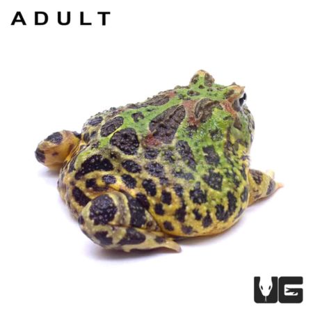 Ornate Pacman Frogs For Sale - Underground Reptiles