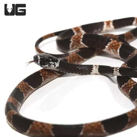Dipsas Catesbyi Ornate Snail Eater Snake For Sale - Underground Reptiles