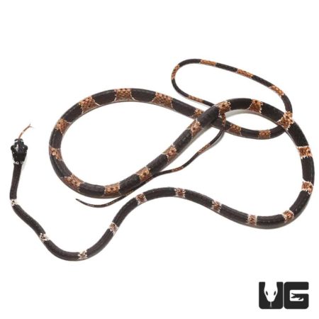 Dipsas Catesbyi Ornate Snail Eater Snake For Sale - Underground Reptiles