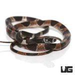 Dipsas Catesbyi Ornate Snail Eater Snake For Sale - Underground Reptiles