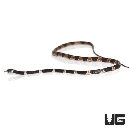 Dipsas Catesbyi Ornate Snail Eater Snake For Sale - Underground Reptiles