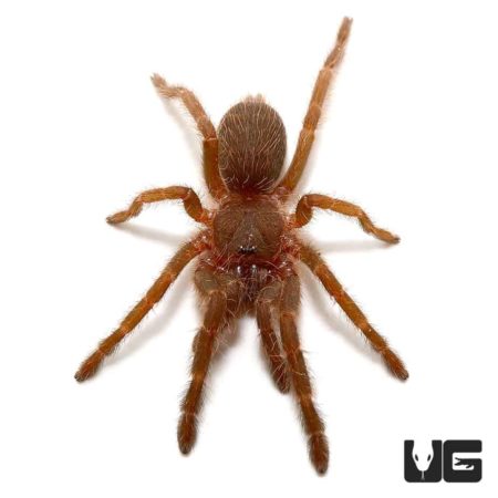 Panay Blue Earth Tiger Tarantula (Orphnaecus sp) For Sale - Underground Reptiles
