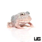 Mutant Pink Angel Pacman Frogs for sale - Underground Reptiles