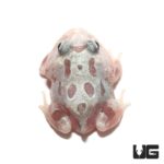 Mutant Pink Angel Pacman Frogs for sale - Underground Reptiles