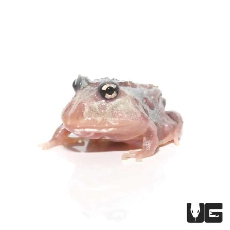 Mutant Pink Angel Pacman Frogs for sale - Underground Reptiles
