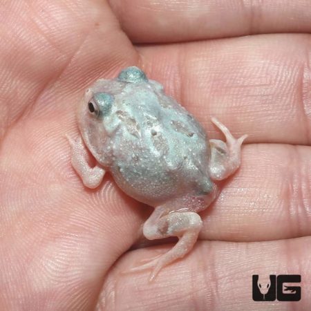 Mutant Pink Angel Pacman Frogs for sale - Underground Reptiles