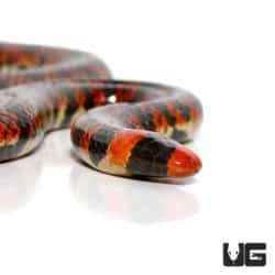 Anilius Scytale Pipe Snake for sale - Underground Reptiles