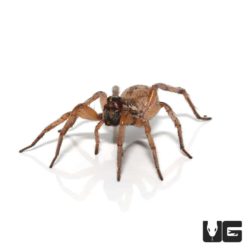 Hogna antelucana Plains Wolf Spider for Sale - Underground Reptiles