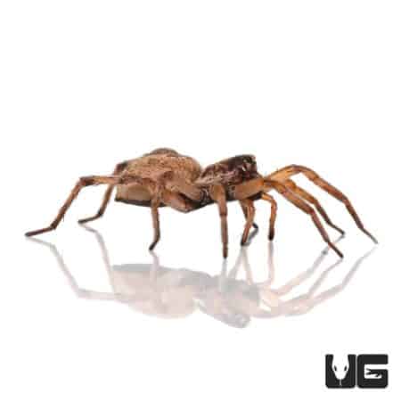 Hogna antelucana Plains Wolf Spider for Sale - Underground Reptiles