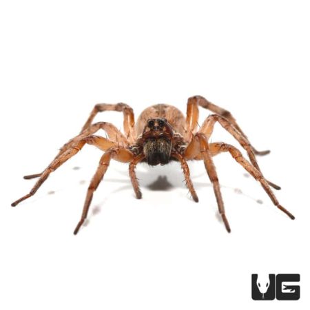 Hogna antelucana Plains Wolf Spider for Sale - Underground Reptiles