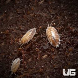 Porcellio Laevis Milkback Isopods For Sale - Underground Reptiles