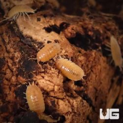 Porcellio Laevis Orange Isopods For Sale - Underground Reptiles
